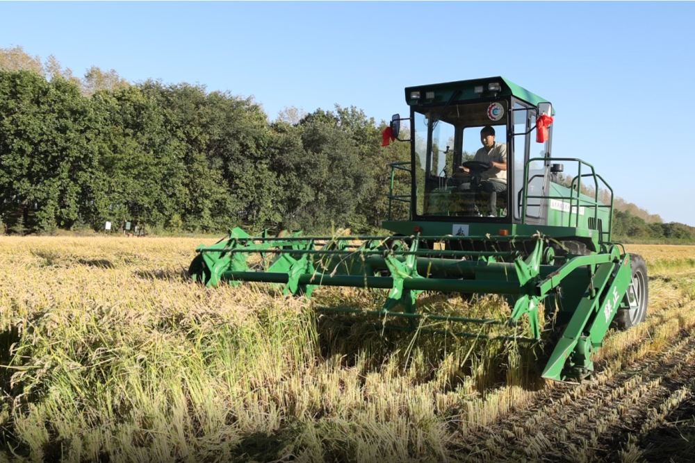黑龍江：這裡的稻米為何“香”飄四方？