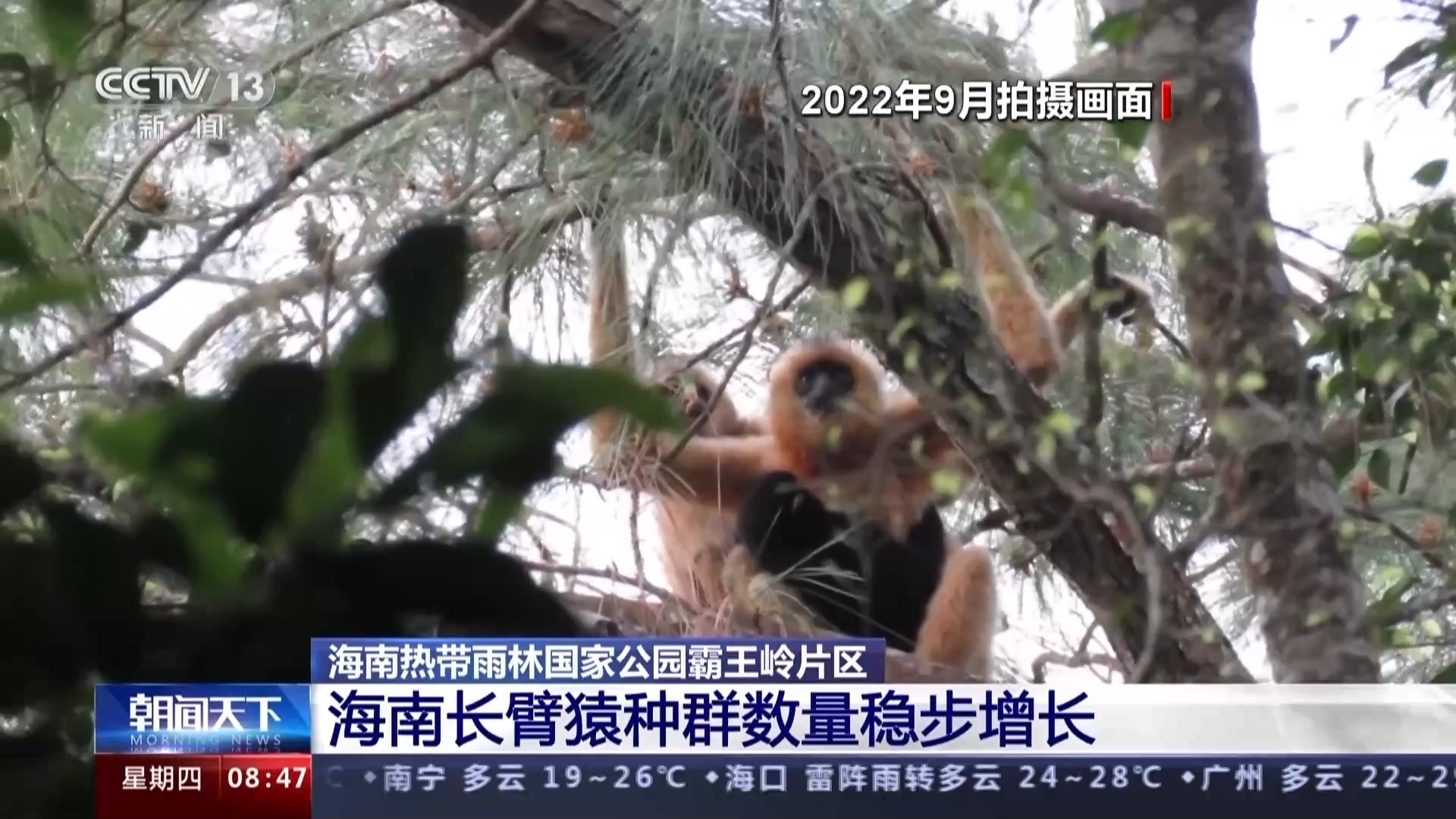 海南熱帶雨林國家公園：長臂猿種群數量穩步增長 中華穿山甲罕見亮相