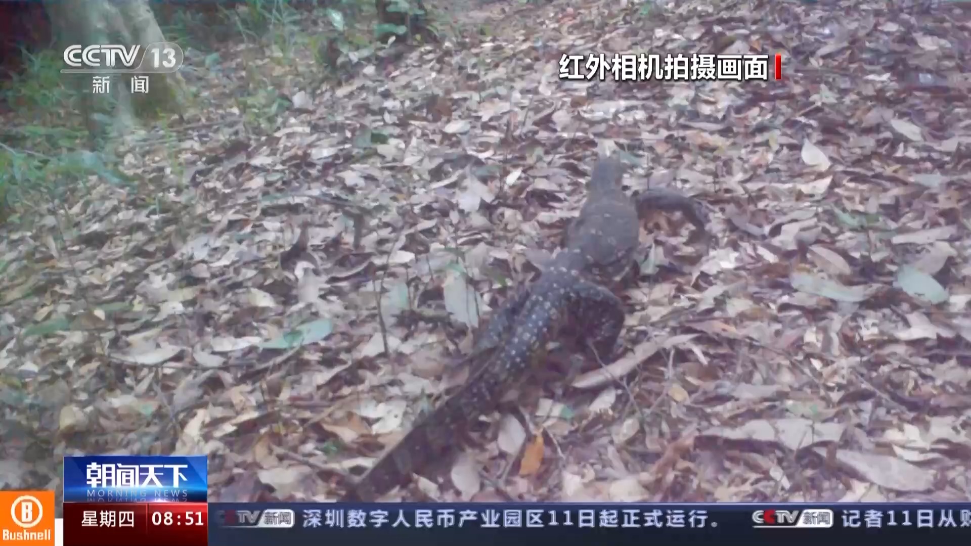 海南熱帶雨林國家公園：長臂猿種群數量穩步增長 中華穿山甲罕見亮相