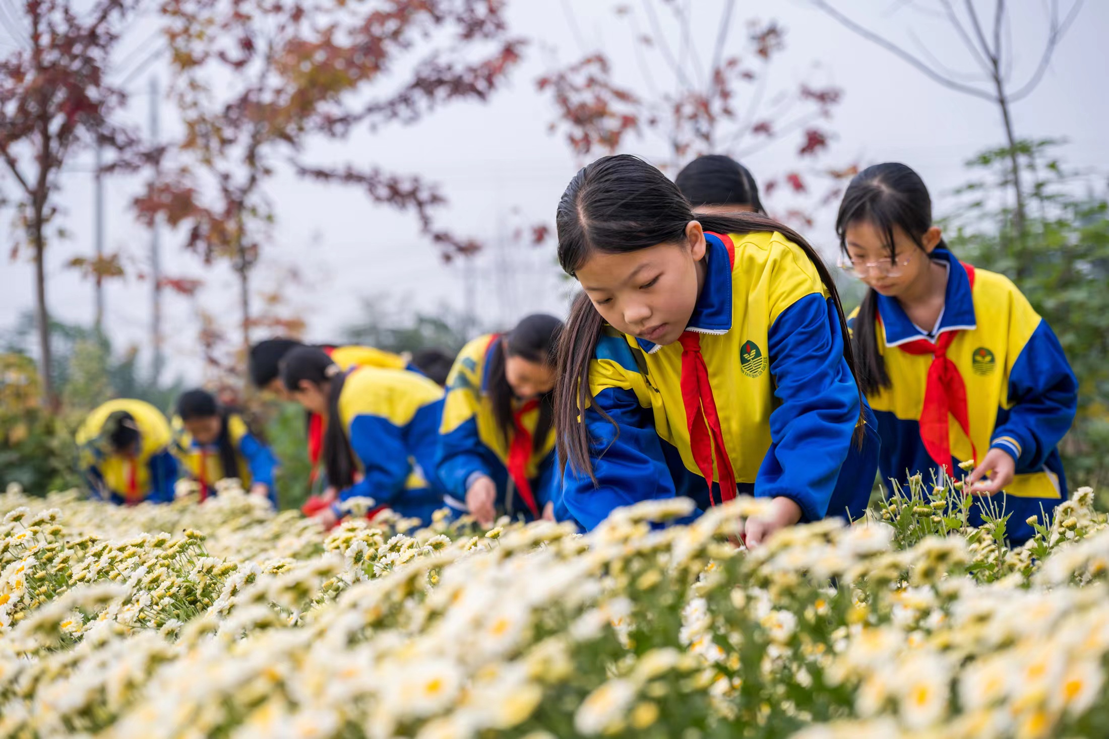 河北柏乡：菊花采摘 劳动实践助成长_fororder_微信图片_20231013093751