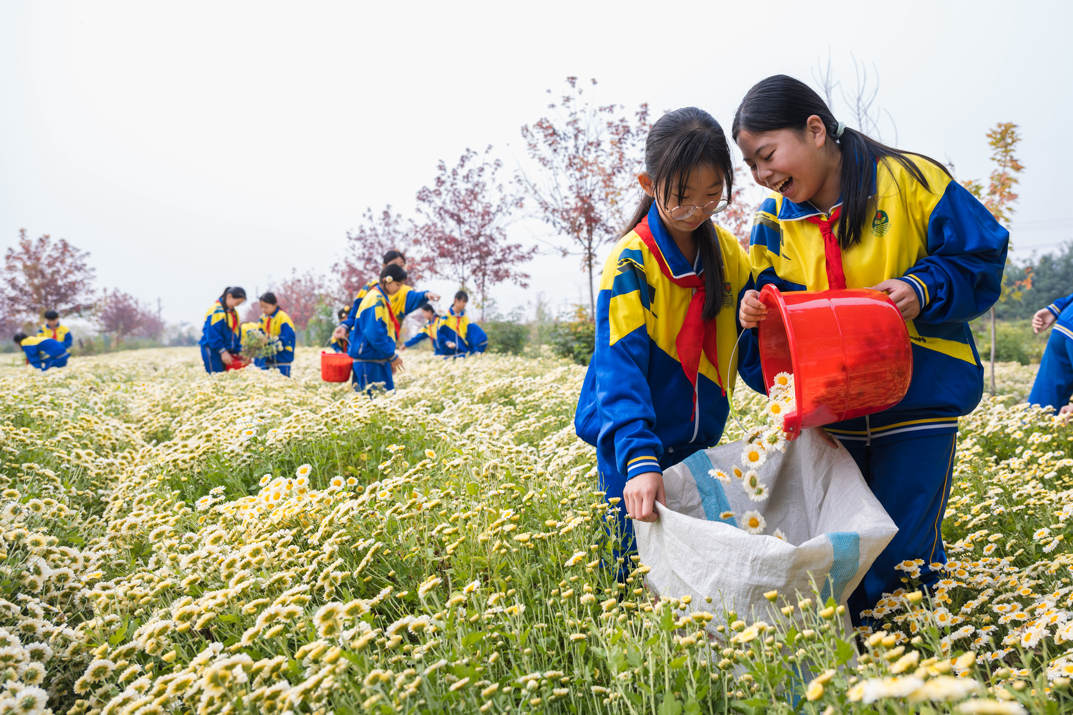 河北柏乡：菊花采摘 劳动实践助成长_fororder_微信图片_20231013092808