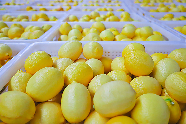 第四屆世界檸檬産業發展大會將於10月18日在四川資陽安岳舉行_fororder_安岳檸檬-潘政吉（攝）