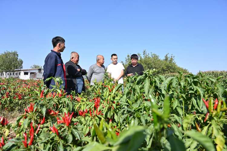 河北盐山：科技人员下乡开展“零距离”技术指导_fororder_图片47