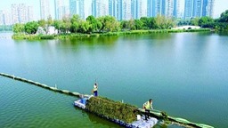 守一城碧水 绘生态画卷——“百湖之市”武汉的湿地保护之道
