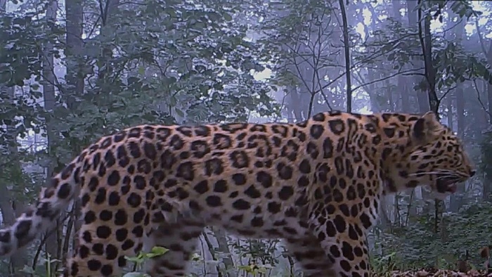 图片默认标题_fororder_东北豹