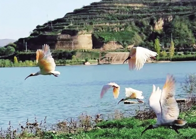 国宝朱鹮在绿水青山之间自由飞翔_fororder_微信图片_20231016104824