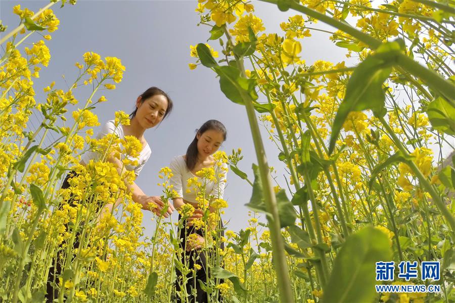 河北沙河：花海享春光