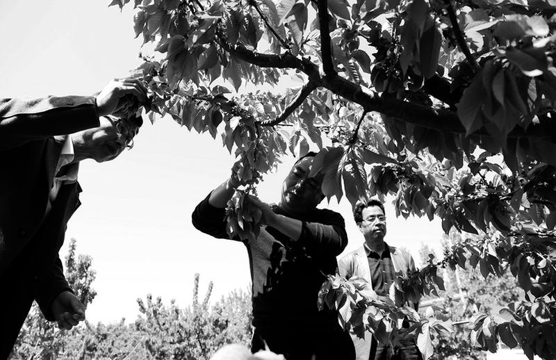 【今日看点 加摘要】陕西省局地果树遭10年来最大冻害 【今日看点 加摘要】陕西省局地果树遭10年来最大冻害