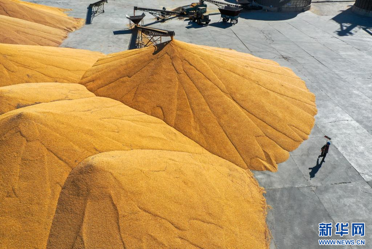 内蒙古通辽粮食银行收粮忙