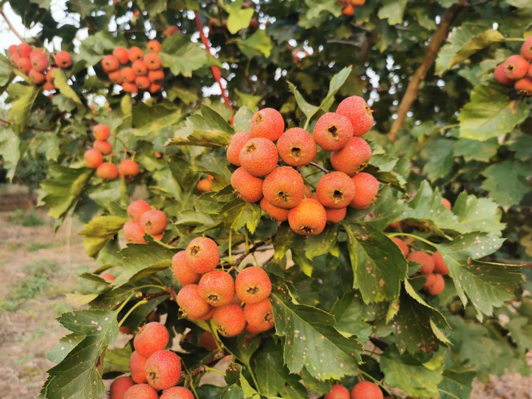 蚌埠市五河县大新镇：“一地多收” 特色产业别样“红”_fororder_图片1