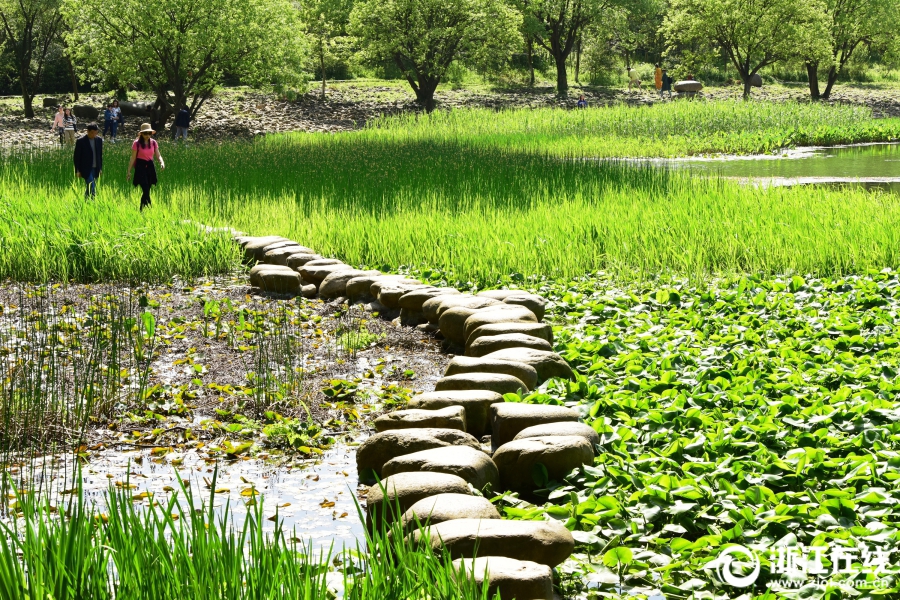 杭州：气温回升 恍如初夏