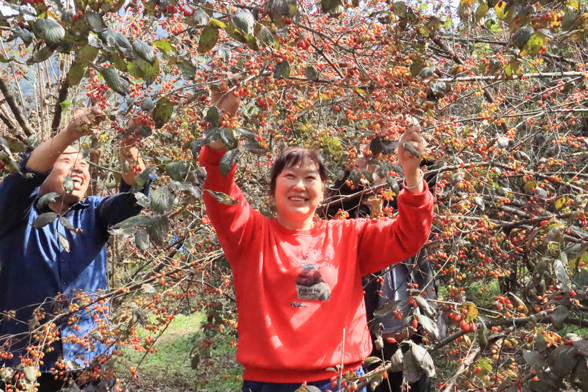 【原創】南陽西峽：小小山茱萸成就富民大産業_fororder_農民採摘山茱萸 攝影 王小軍.JPG