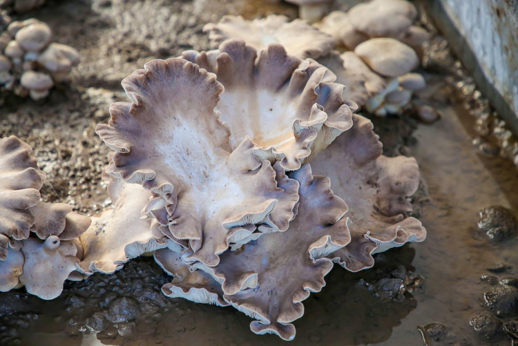 沧州中捷：灵芝菇长出盐碱地综合利用新“秘方”_fororder_图片12