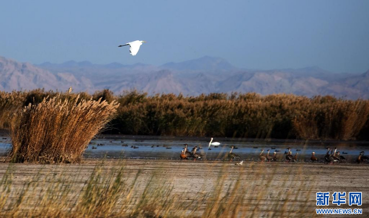 乌梁素海：鸿雁飞过芦苇荡