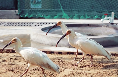 国宝朱鹮在绿水青山之间自由飞翔_fororder_微信图片_20231016104829
