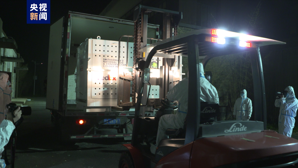 顺利回家！大熊猫“美香”一家正在适应新环境新生活