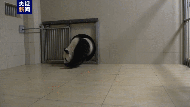 顺利回家！大熊猫“美香”一家正在适应新环境新生活
