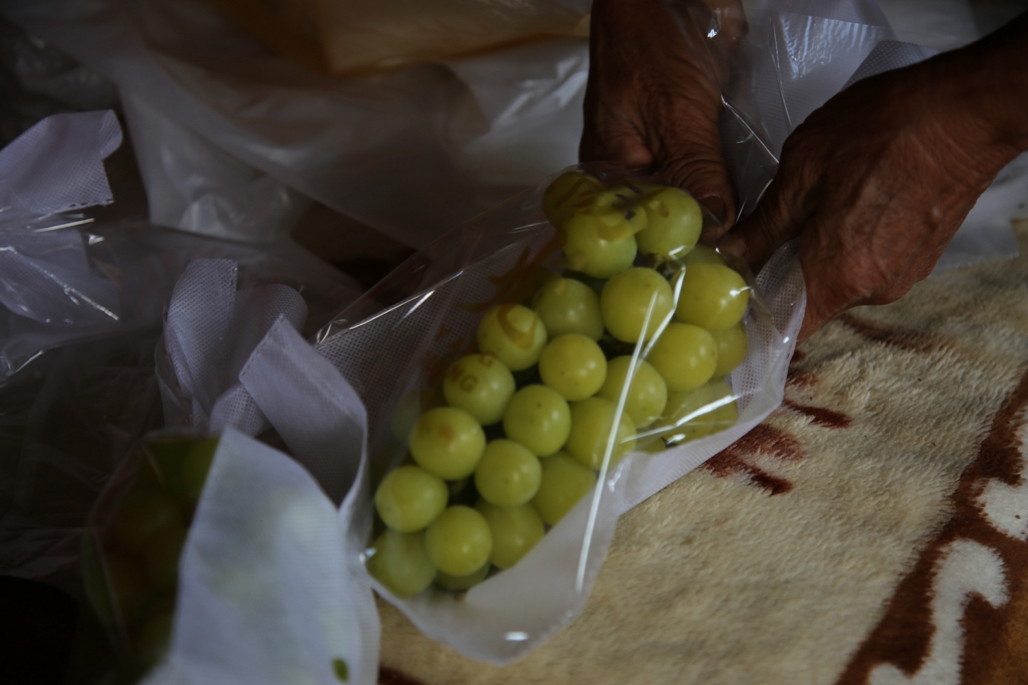 图片默认标题_fororder_满城区于家庄镇郭村葡萄园中种植户分拣、包装葡萄 摄影 袁野.JPG