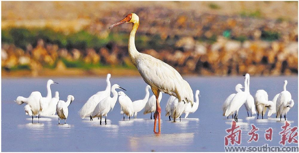 “鸟挤鸟排排睡”首批南迁候鸟抵粤  预计12月前后迎迁徙高峰_fororder_微信图片_20231016115852