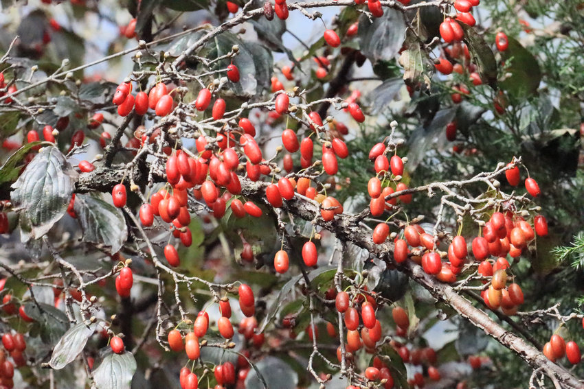 【原创】南阳西峡：小小山茱萸成就富民大产业_fororder_玛瑙般的山茱萸挂在树枝上 摄影 王小军.JPG