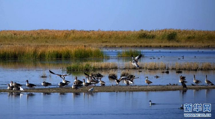 乌梁素海：鸿雁飞过芦苇荡