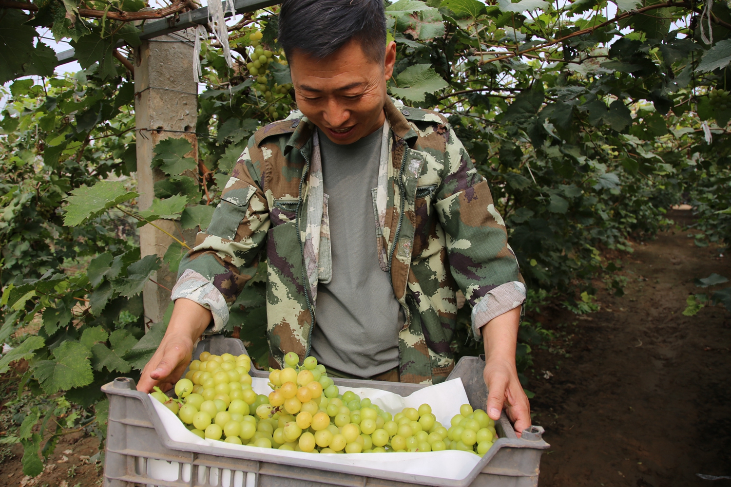 图片默认标题_fororder_满城区于家庄镇郭村葡萄园中种植户露出喜悦地笑容 摄影 袁野.JPG