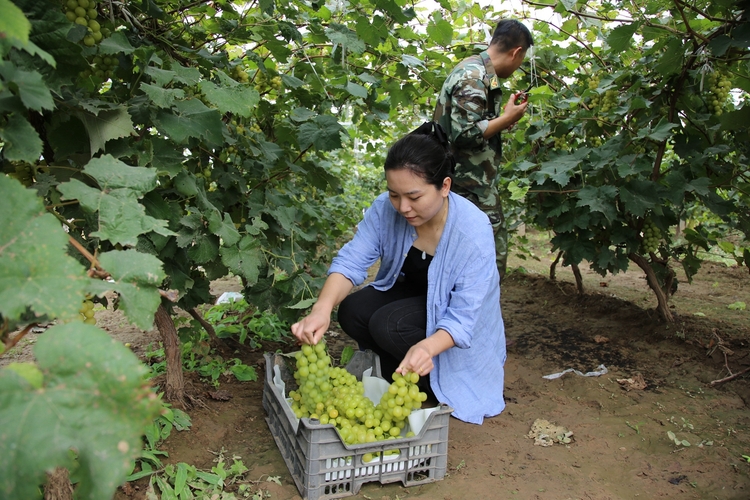 图片默认标题_fororder_满城区于家庄镇郭村葡萄园中，游客前来采摘葡萄 摄影 袁野.JPG