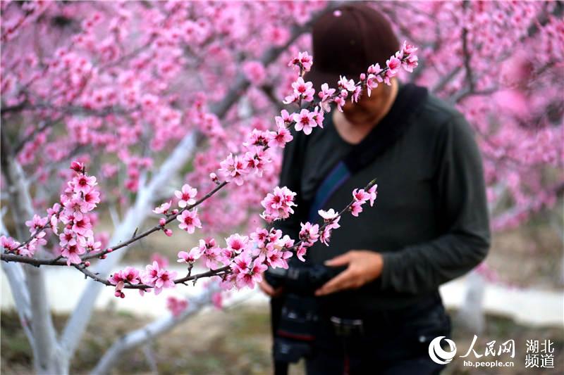 【大美荆楚·灵秀湖北】【焦点图 第三张做封面】【恩施州】【主页标题】湖北鹤峰：大山深处桃花开【内容页标题】湖北鹤峰：大山深处桃花开 引得八方游人来