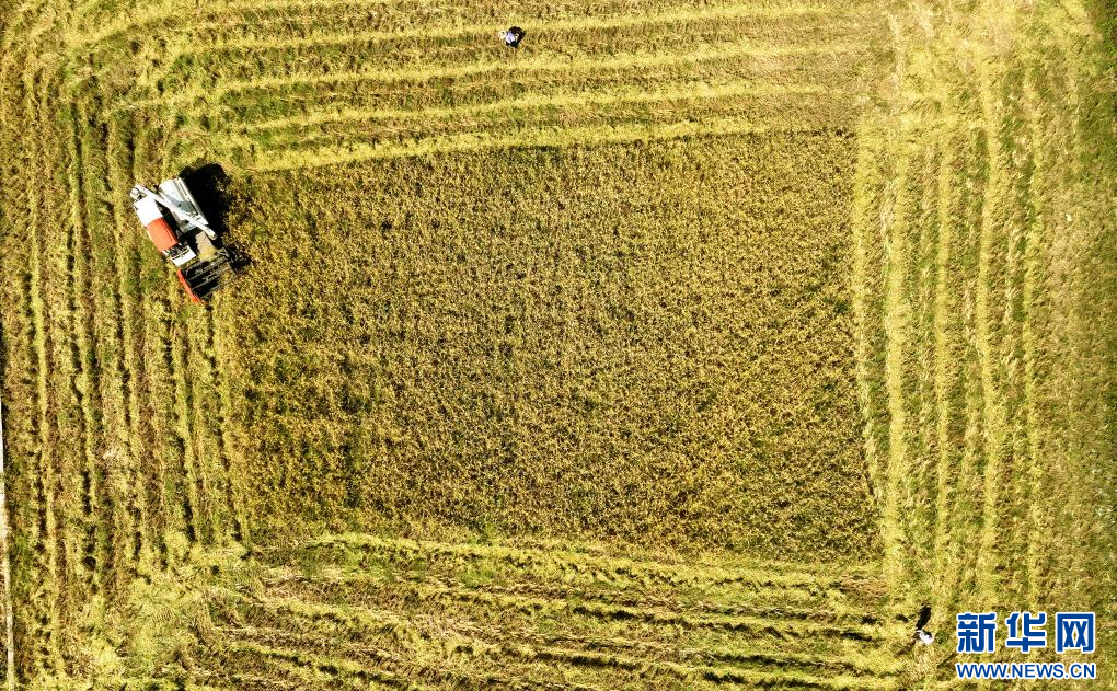 廣西柳城縣:稻香迎豐收