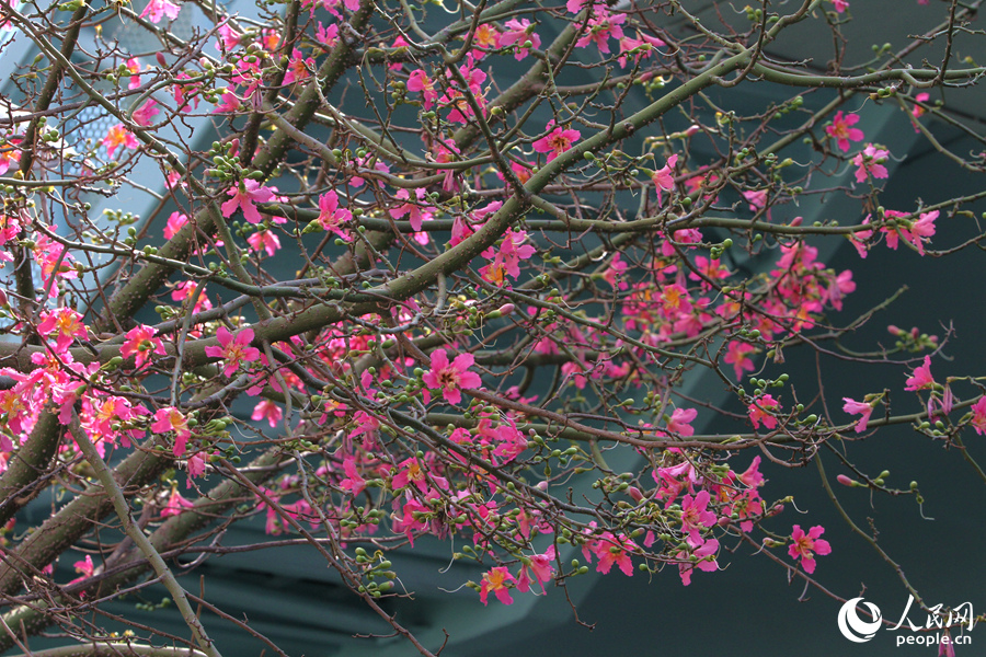 厦门“美人树”初冬如约绽放 朵朵粉花醉人心