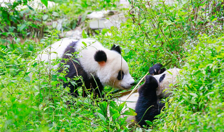 高质量建设大熊猫国家公园 雅安在行动_fororder_微信图片_20231017132637