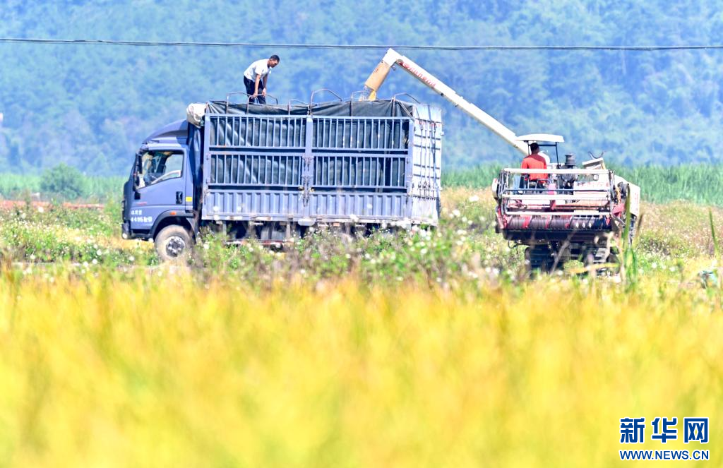 廣西柳城縣:稻香迎豐收
