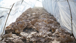 滄州中捷：靈芝菇長出鹽鹼地綜合利用新“秘方”