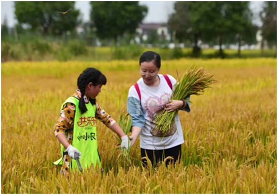（供稿 食品列表 三吳大地蘇州 移動版）第二屆太湖良禾稻米節在蘇州吳中上林村開幕