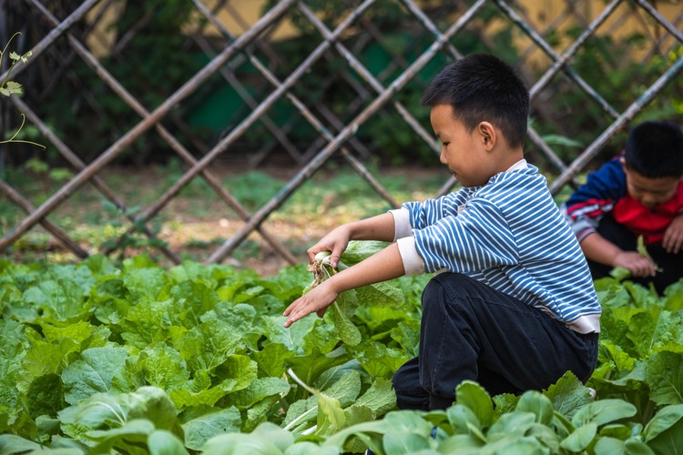 河北柏鄉:“蔬”地知艱 珍惜“糧”緣_fororder_微信圖片_20231018151403