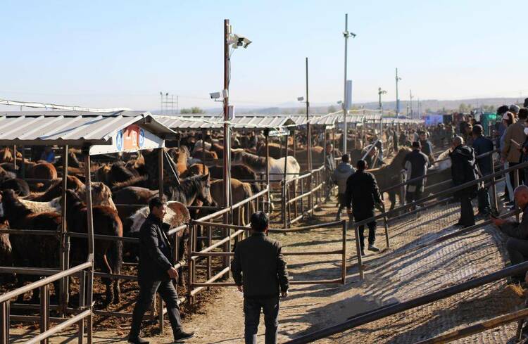 中国东北驴交易博览会在沈阳法库举办