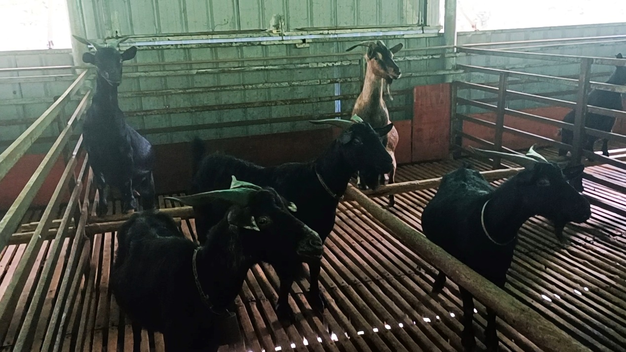 廣西都安:養好黑山羊 致富喜洋洋_fororder_圖片9