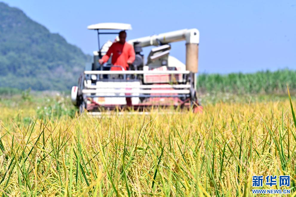 廣西柳城縣:稻香迎豐收