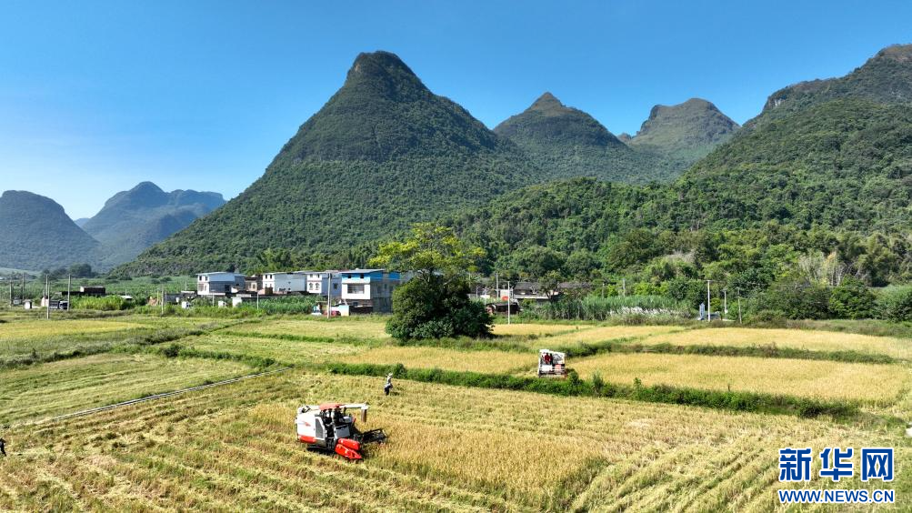 廣西柳城縣:稻香迎豐收