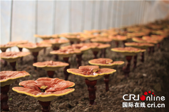 【CRI专稿】重科院重庆市生物技术研究所科研新成果报告会成功举办