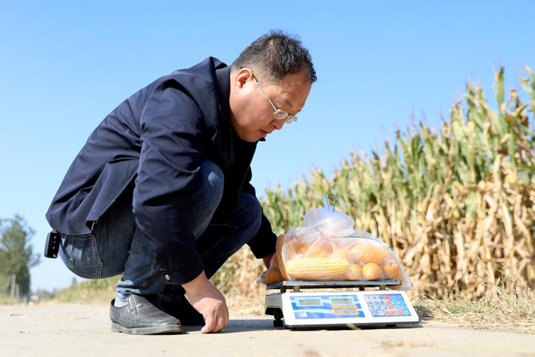 河北南皮：实施玉米单产提升 “黄金粒”装满农民增收口袋_fororder_图片4