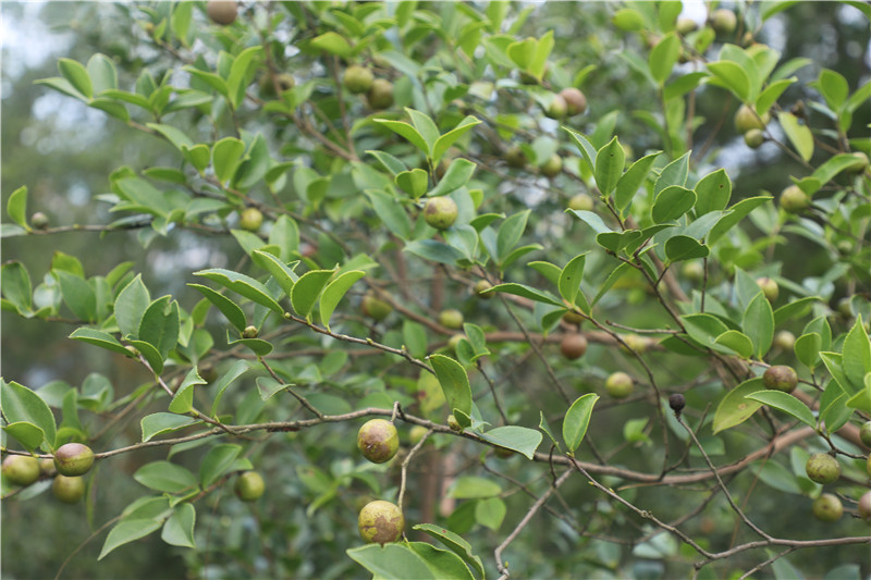 信陽市商城縣：金秋至 油茶“香”_fororder_油茶果 洪蘭供圖