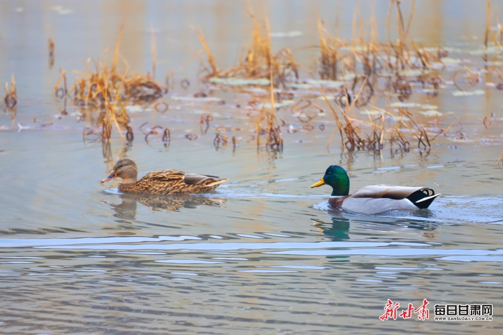 通渭牛谷河畔迎来候鸟观赏季_fororder_5