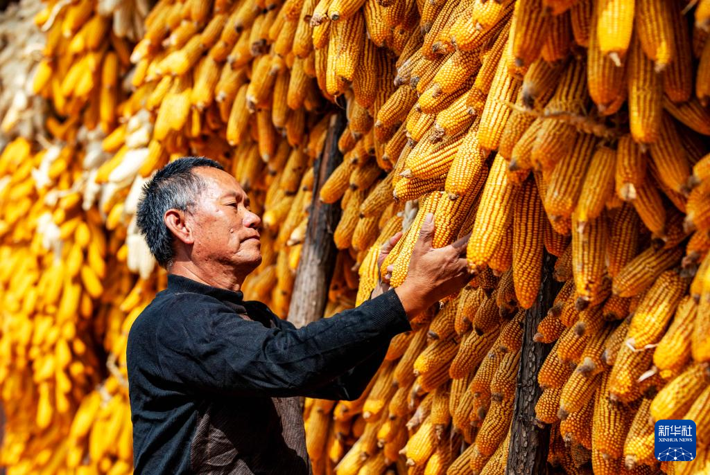 湖北宣恩：抢抓农时 秋收忙