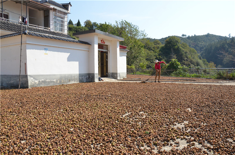 信阳市商城县：金秋至 油茶“香”_fororder_群众忙丰收 洪晓燕 摄.JPG