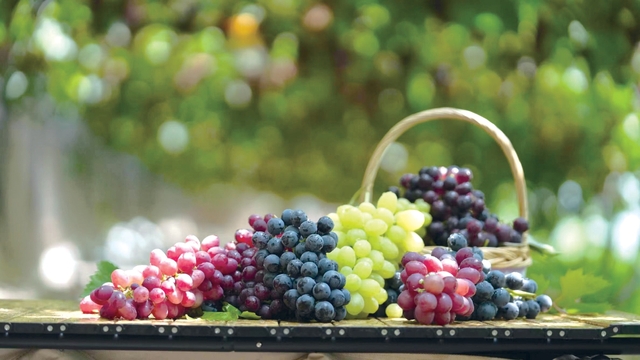 延庆：乡村振兴“园”景广阔