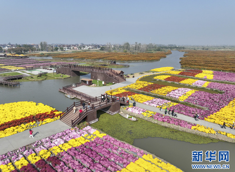 江蘇興化：“花海經濟”描繪農旅融合“好風景”