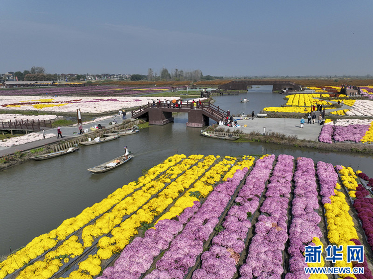 江蘇興化：“花海經濟”描繪農旅融合“好風景”