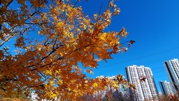 落葉緩掃 留住冰城最美秋色