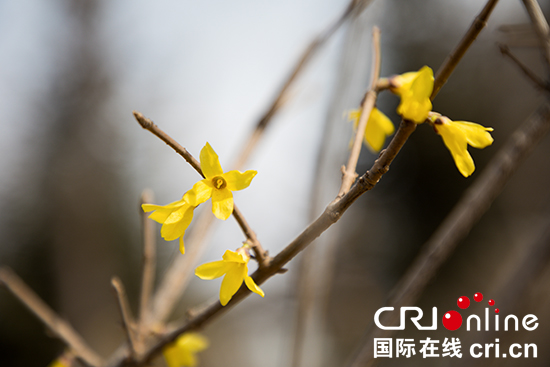 10【吉林】【原创】【图说吉林】【CRI看吉林（标题）】【关东黑土（长春）】【移动版（图）】  【多图】长春四月春意浓